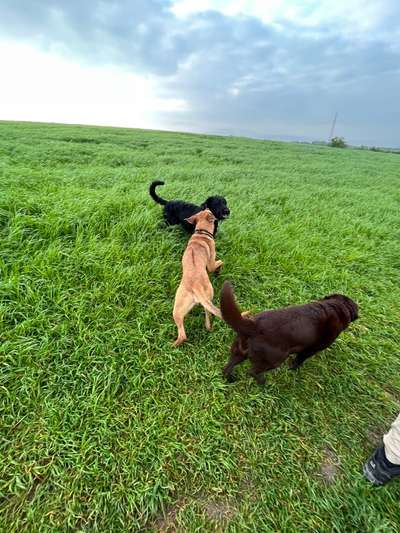 Rhodesian Ridgeback-Beitrag-Bild