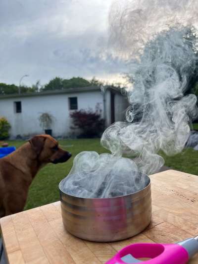 Rhodesian Ridgeback-Beitrag-Bild