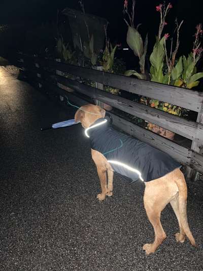 Rhodesian Ridgeback-Beitrag-Bild