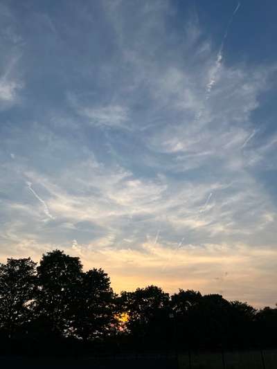 Rhodesian Ridgeback-Beitrag-Bild