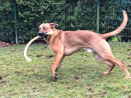 Rhodesian Ridgeback-Beitrag-Bild
