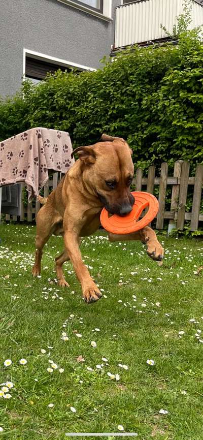 Rhodesian Ridgeback-Beitrag-Bild