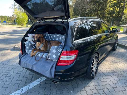 Rhodesian Ridgeback-Beitrag-Bild