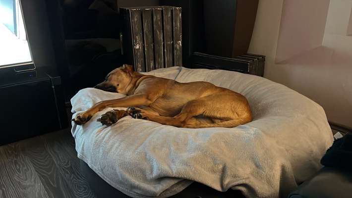 Rhodesian Ridgeback-Beitrag-Bild