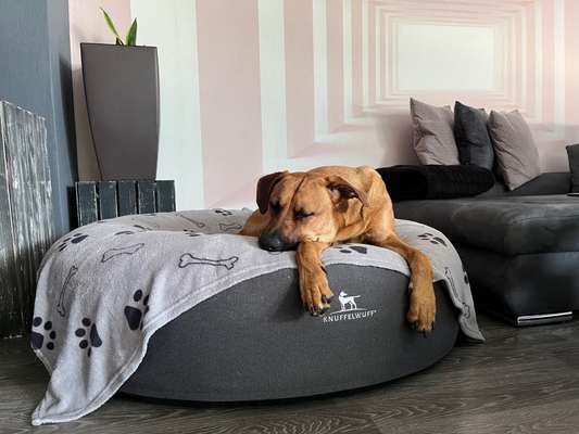 Rhodesian Ridgeback-Beitrag-Bild