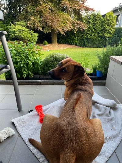 Rhodesian Ridgeback-Beitrag-Bild