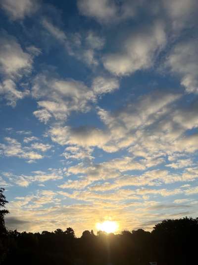 Rhodesian Ridgeback-Beitrag-Bild