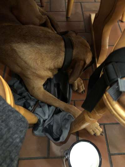 Rhodesian Ridgeback-Beitrag-Bild