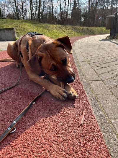 Rhodesian Ridgeback-Beitrag-Bild