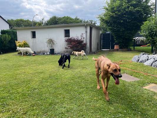 Rhodesian Ridgeback-Beitrag-Bild