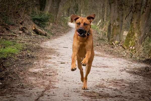 Rhodesian Ridgeback-Beitrag-Bild