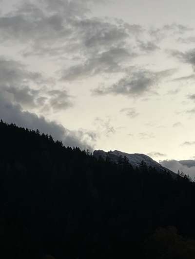 Rhodesian Ridgeback-Beitrag-Bild