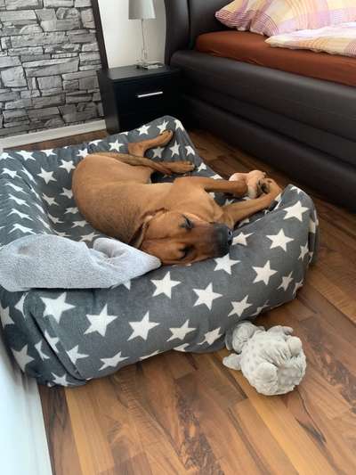 Rhodesian Ridgeback-Beitrag-Bild