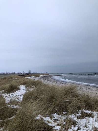 Rhodesian Ridgeback-Beitrag-Bild