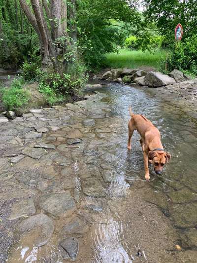 Rhodesian Ridgeback-Beitrag-Bild