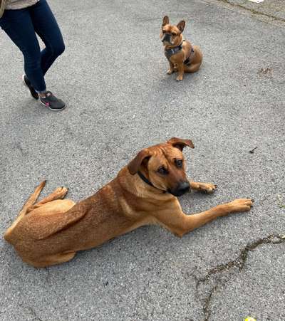 Rhodesian Ridgeback-Beitrag-Bild