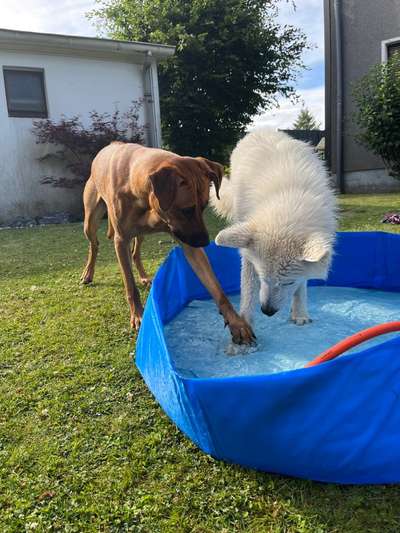 Rhodesian Ridgeback-Beitrag-Bild