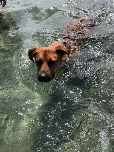 Rhodesian Ridgeback-Beitrag-Bild