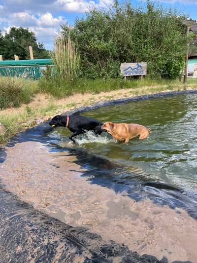 Rhodesian Ridgeback-Beitrag-Bild