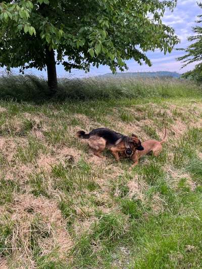 Rhodesian Ridgeback-Beitrag-Bild