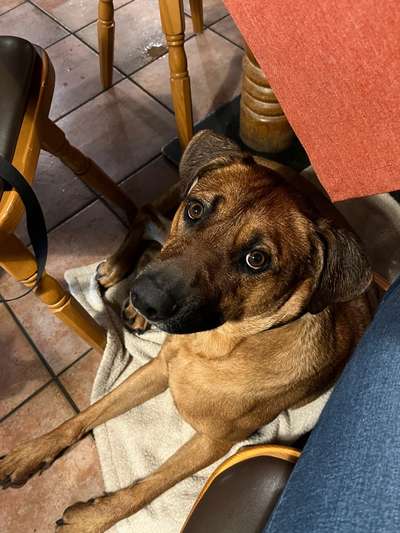Rhodesian Ridgeback-Beitrag-Bild