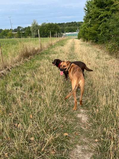 Rhodesian Ridgeback-Beitrag-Bild