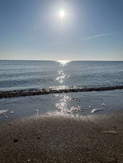 Rhodesian Ridgeback-Beitrag-Bild