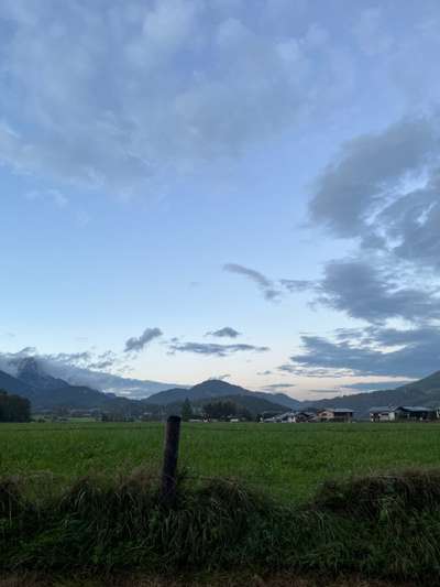 Rhodesian Ridgeback-Beitrag-Bild