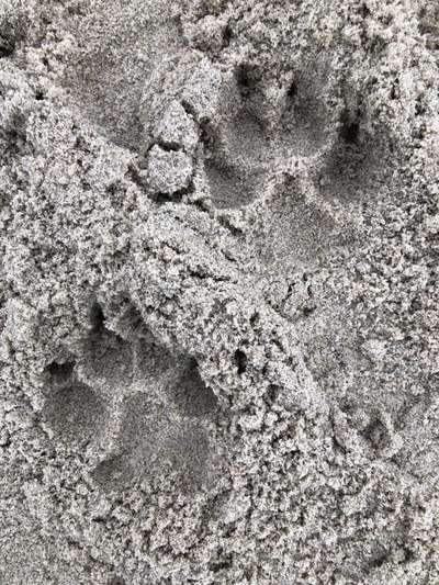 Rhodesian Ridgeback-Beitrag-Bild