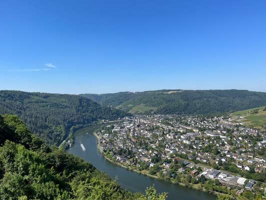 Rhodesian Ridgeback-Beitrag-Bild