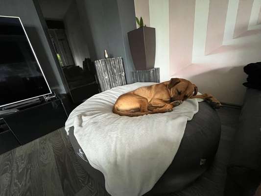 Rhodesian Ridgeback-Beitrag-Bild