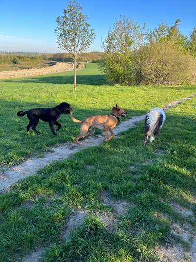 Rhodesian Ridgeback-Beitrag-Bild