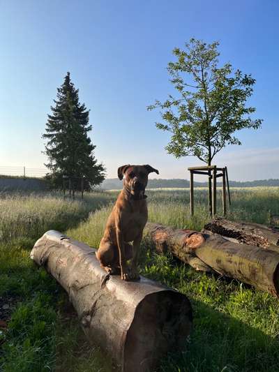 Rhodesian Ridgeback-Beitrag-Bild
