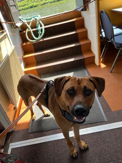Rhodesian Ridgeback-Beitrag-Bild