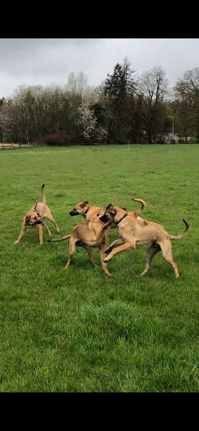 Rhodesian Ridgeback-Beitrag-Bild