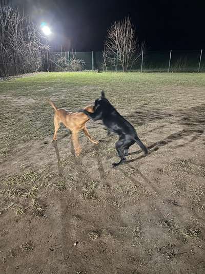 Rhodesian Ridgeback-Beitrag-Bild