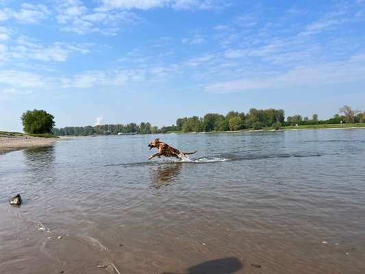 Rhodesian Ridgeback-Beitrag-Bild