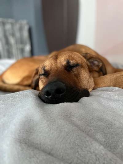 Rhodesian Ridgeback-Beitrag-Bild