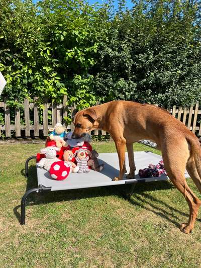 Rhodesian Ridgeback-Beitrag-Bild