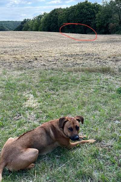 Rhodesian Ridgeback-Beitrag-Bild