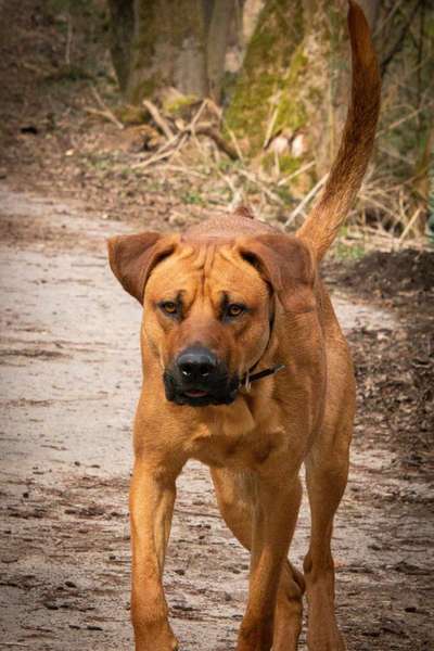 Rhodesian Ridgeback-Beitrag-Bild