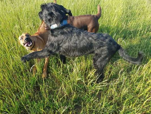 Rhodesian Ridgeback-Beitrag-Bild