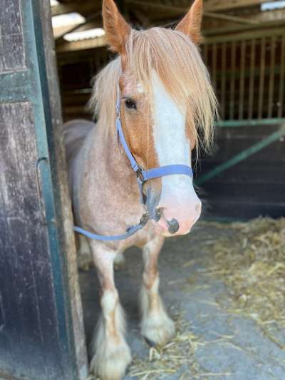 Rhodesian Ridgeback-Beitrag-Bild