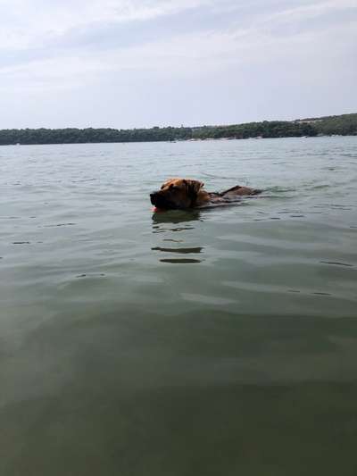 Rhodesian Ridgeback-Beitrag-Bild