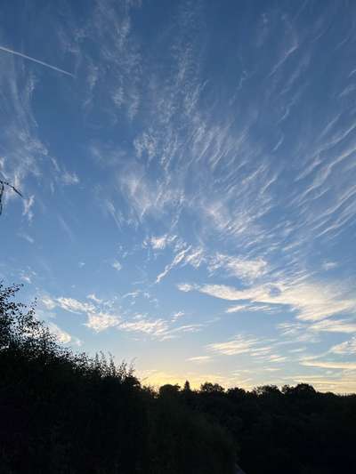 Rhodesian Ridgeback-Beitrag-Bild