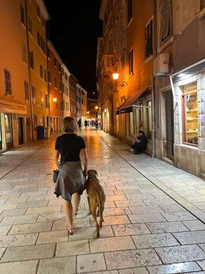 Rhodesian Ridgeback-Beitrag-Bild