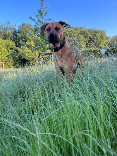 Rhodesian Ridgeback-Beitrag-Bild
