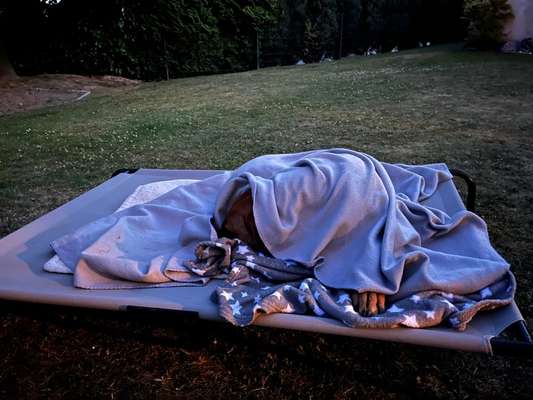 Rhodesian Ridgeback-Beitrag-Bild