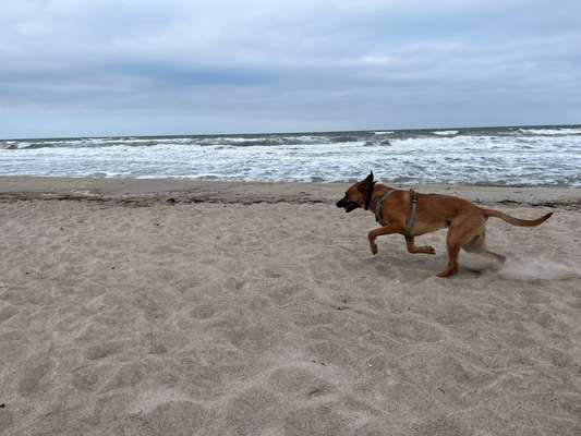 Rhodesian Ridgeback-Beitrag-Bild