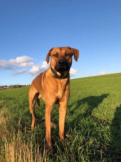 Rhodesian Ridgeback-Beitrag-Bild